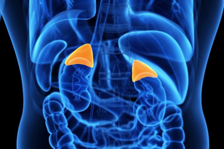 Adrenal Glands